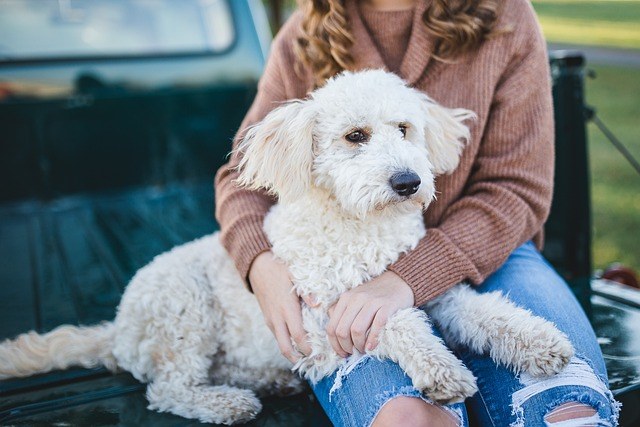 Wellness weekendje weg boeken, samen met de hond